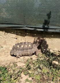 Želva Uhlířská - Geochelone carbonaria - 10