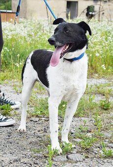 AUGUSTÍN K ADOPCI - AKTIVNÍ, PŘÁTELSKÝ,HRAVÝ - 10