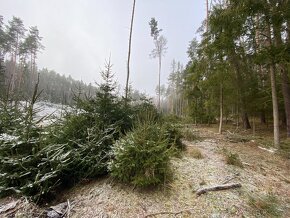 Lesní pozemek Břežany u Rakovníka - 10