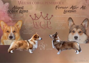 Welsh corgi pembroke s PP - 10