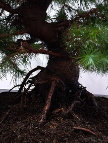 Bonsai,Bonsaj Borovice - 10