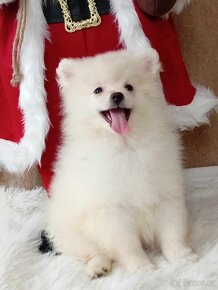 Krásný maličký Pejsek NŠ / Pomeranian :) - 10