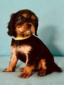 Cavalier King Charles Španěl – štěňátka s rodokmenem - 10