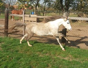 Roční kobylka welsh pony - 10