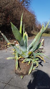 Poslednich 6 fikovniku Brown Turkey a 5 agave - 10