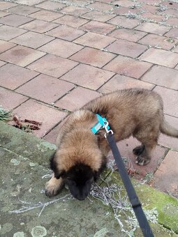 Štenátka Leonberger bez PP - 10