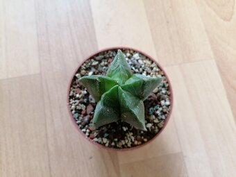 Kaktusy sbírka 5 kaktusů Astrophytum a Lophophora - 10