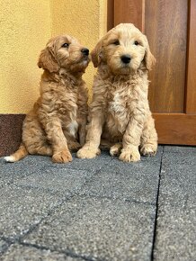 Goldendoodle štěňata - 10