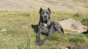 Cane Corso s PP - 10