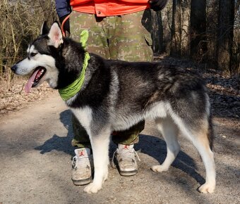 ALONZO K ADOPCI - přátelský, milý, kontaktní - 10