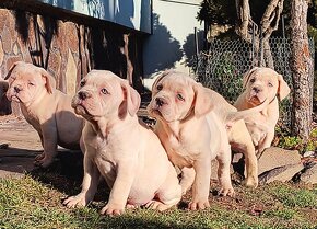 CANE CORSO STRAW/WHITE - 10