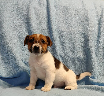 Jack russell terier - 10