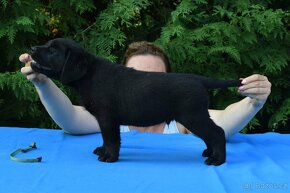 Labrador retriever čierny s PP - 10