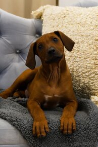 Rhodesian Ridgeback - 10