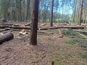 Kácení stromů s technikou i bez - 10