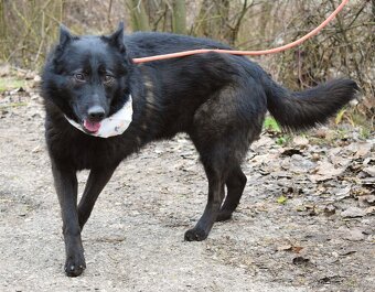 LA KALIBRA K ADOPCI - 3 ROKY, VDĚČNÁ, HODNÁ,PŘÍTULNÁ - 10