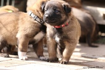 Belgický ovčák Malinois s PP - 10