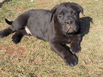 Cane Corso a Rotvailer štěňátka - 10