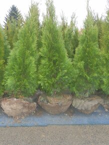 Tuje, Túje, Thuja,Thuje occ. smaragd 100-140cm nadzemní část - 10