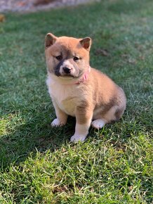 Shiba inu - 10