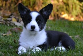 Welsh Corgi Cardigan FCI- krásná dívka - 10