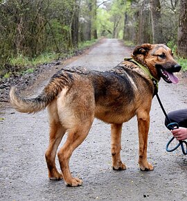 ANDREAS K ADOPCI - 1,5 ROKU,HRAVÝ,AKTIVNÍ,HODNÝ - 10