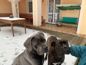 Cane Corso - štěňátka - 10