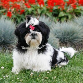 štěňata Shih-Tzu (ši-cu, shitzu, shih tzu) - 10