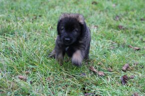 Leonberger - štěňata s PP - 10