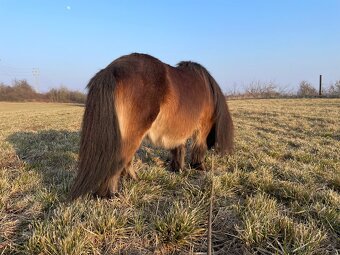 Shetland pony valach s PP spěchá - 10