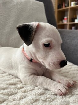 Jack russel teriér štěňátka odběr ihned - 10