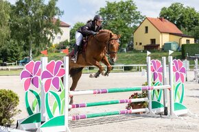 Charakterní, westfálský valach po Global Champion REZERVACE - 10