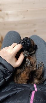 Belgický ovčák malinois- štěňata s průkazem původu - 10