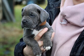 Štěňátka Cane Corso - 10