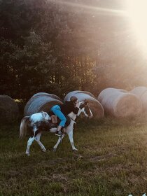 Nadějný pony do sportu/ luxusní hobby - 10