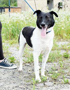 AUGUSTÍN K ADOPCI - AKTIVNÍ, PŘÁTELSKÝ,HRAVÝ - 10