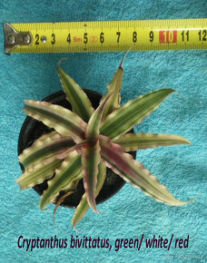 Exotické bromélie Cryptanthus - 10