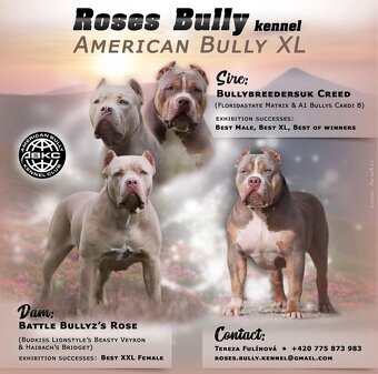 AMERICAN BULLY XL - 10