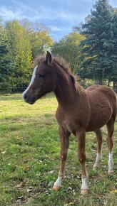 Klisnička Welsh pony of cob type - 10