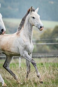 Prodám Lusitano klisnu - 10