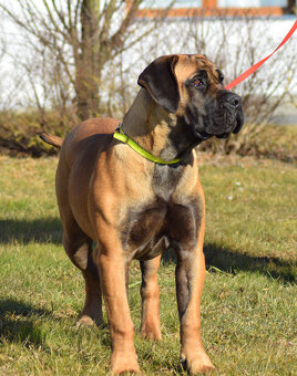 BOERBOEL  BALLOTADA  --VALERIE + VALENTÝNA - 10