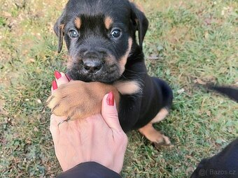 Cane Corso a Rotvailer štěňátka - 10