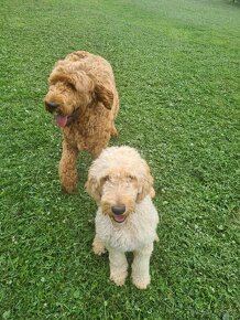 Goldendoodle - 10