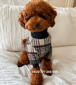 Toy Poodle Red Brown fenka female - 10