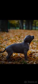 American Bully Standard  poslední chlapeček a dvě holčičky - 10