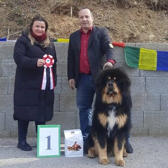 Tibetská doga s PP/ Tibetan mastiff wonderful pedigree - 10