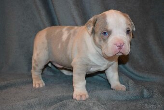 American Bully - 10