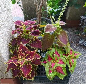 Coleus - africké kopřivy - různé - 10