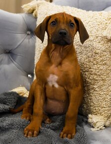 rhodéský ridgeback/Rhodesian Ridgeback - 10