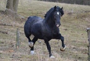 Welsh cob - 10